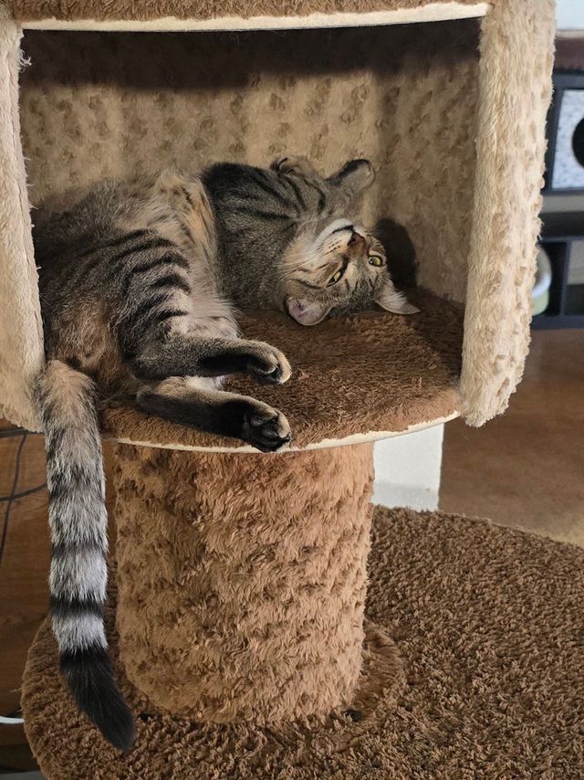 Jimmy Joins The Cat Cafe Clowder